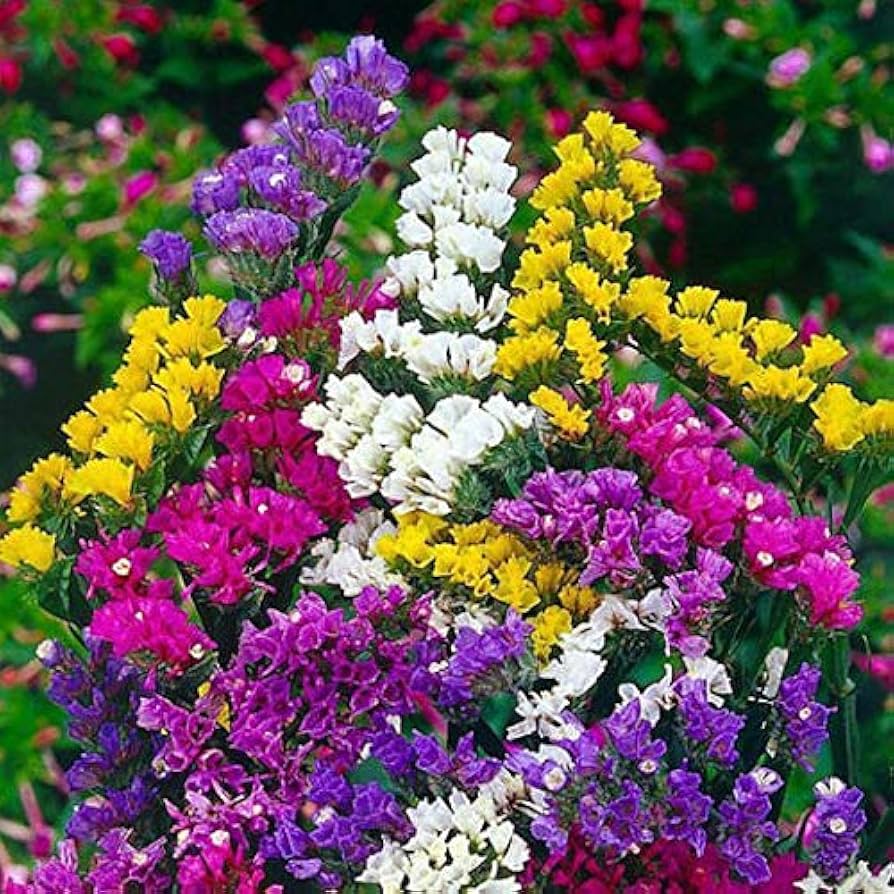 Mixed Limonium Seeds for Planting Colorful Annual Flowers