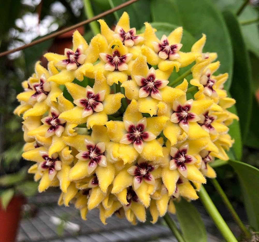 Canossa Flower seeds for Planting - Cut Flower Favorite, Heirloom & GMO Free Seeds for Home Garden