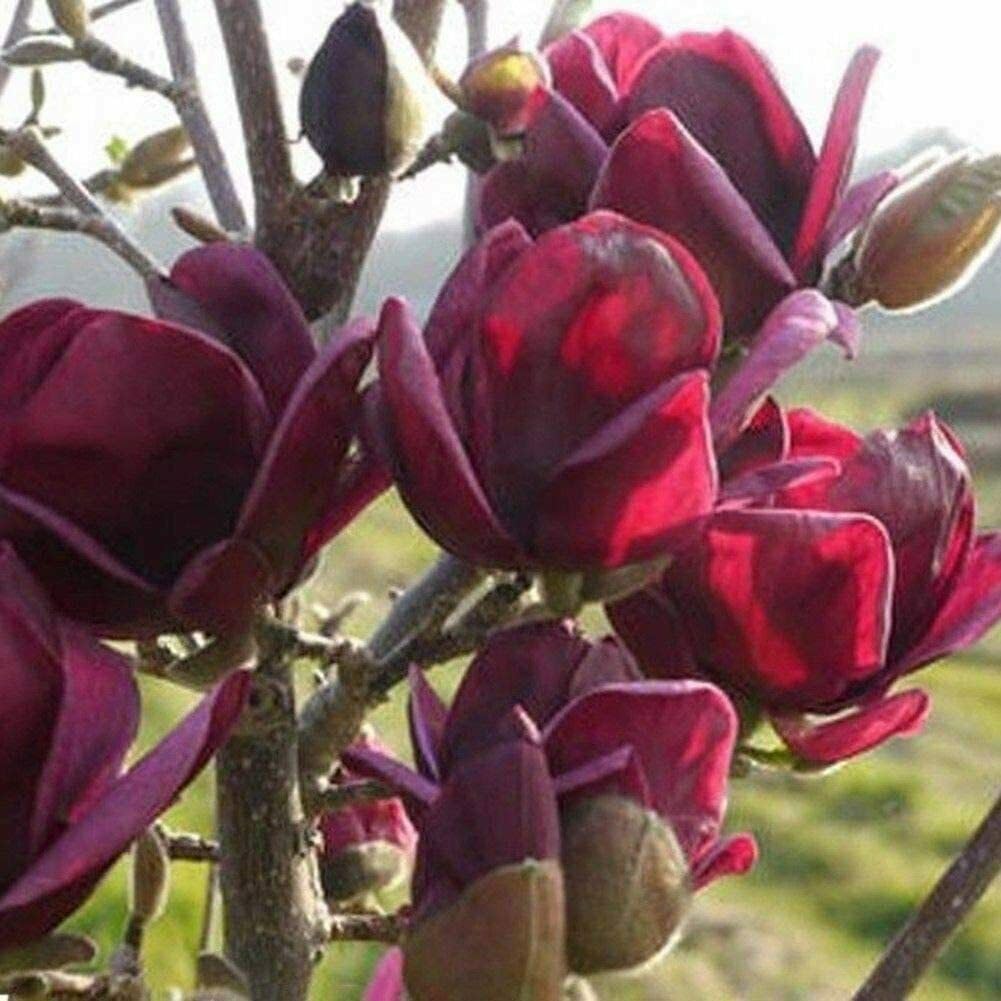 Yulan Magnolia Tulip Flower seeds for Planting - Pollinator Friendly, Heirloom & GMO Free Seeds for Home Garden
Sale seeds for home garden
