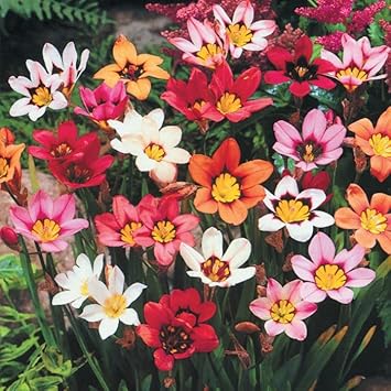 Mixed Sparaxis Flower seeds blooming in flower beds, containers, borders, and pollinator-friendly gardens
