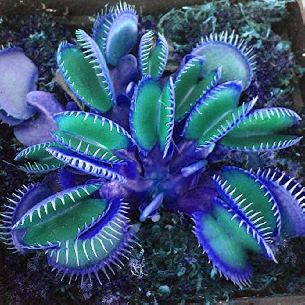 Blue Green Venus Fly Trap Seeds Flower seeds blooming in flower beds, containers, borders, and pollinator-friendly gardens