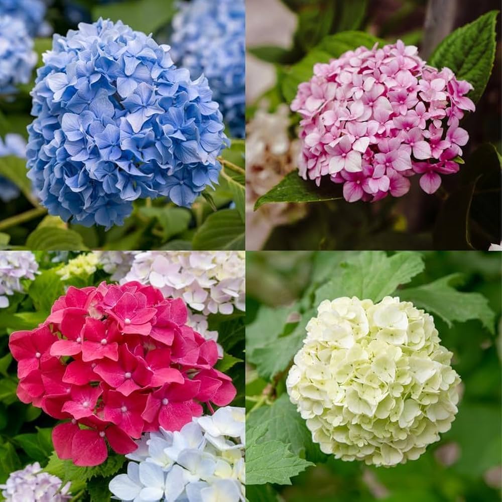 Deep Pink Hydrangea Flower seeds for Planting - Perfect for Borders, Heirloom & GMO Free Seeds for Home Garden