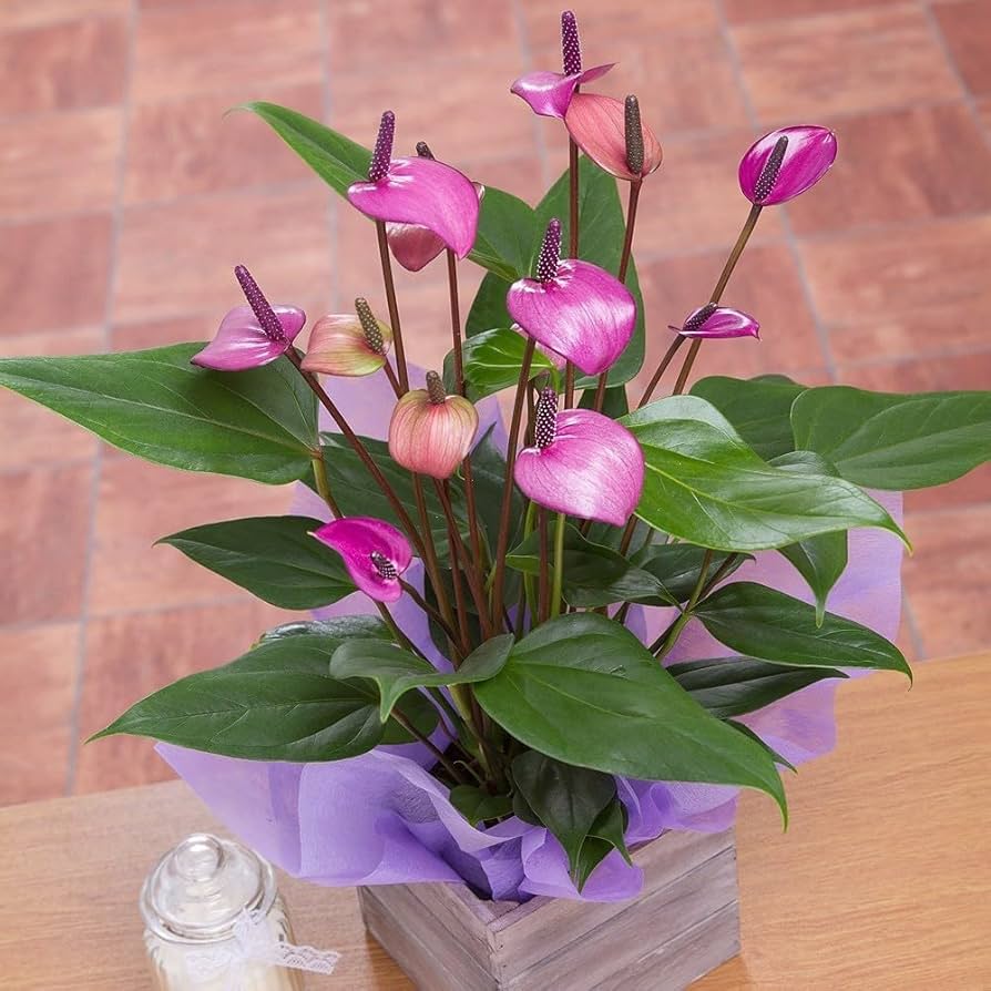 Dark Violet Anthurium Flower Seeds for Planting Wildflower Mix Heirloom & GMO Free Seeds for Home Garden
Sale