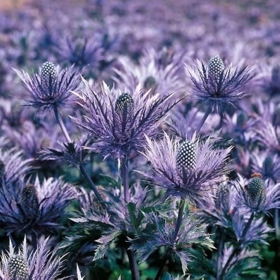 Purple Eryngium Alpinum Superbum Seeds for Planting - Perennial Flower Seeds for Garden Elegance