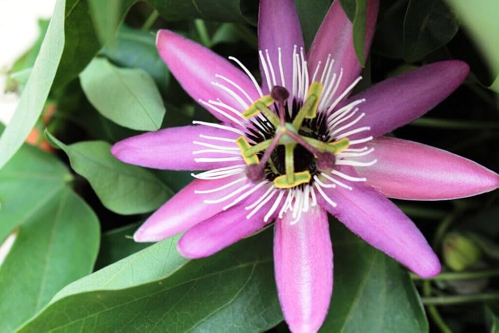 Light Violet Passion Flower Seeds for Planting Colorful Display Heirloom & GMO Free Seeds for Home Garden
Sale
