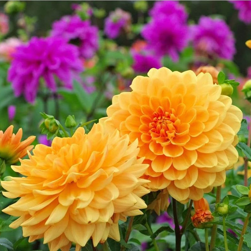 Mixed Dahlia Dahlia pinnata for planting in flower bed