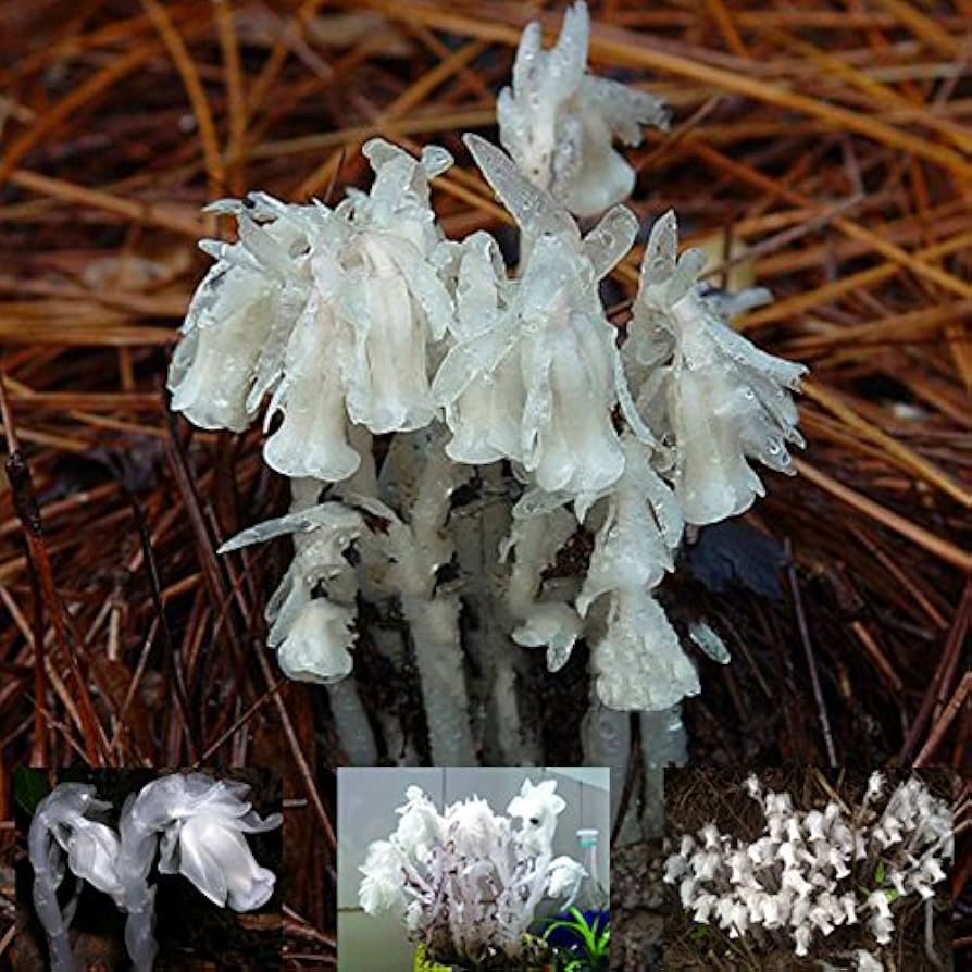 Monotropa Flower Seeds Monotropa uniflora for Planting in Flower Bed