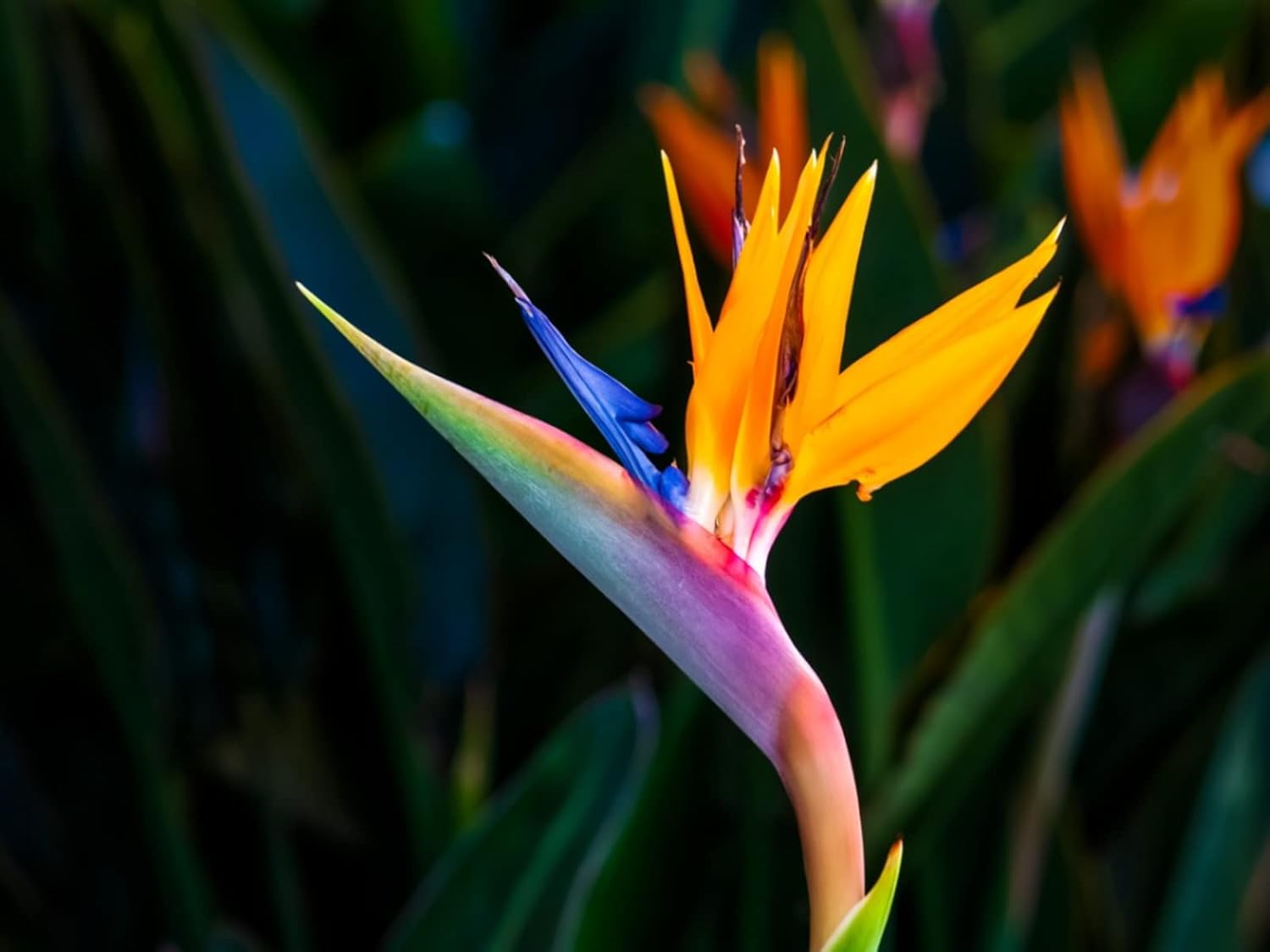 Strelitzia Flower Seeds Yellow Green