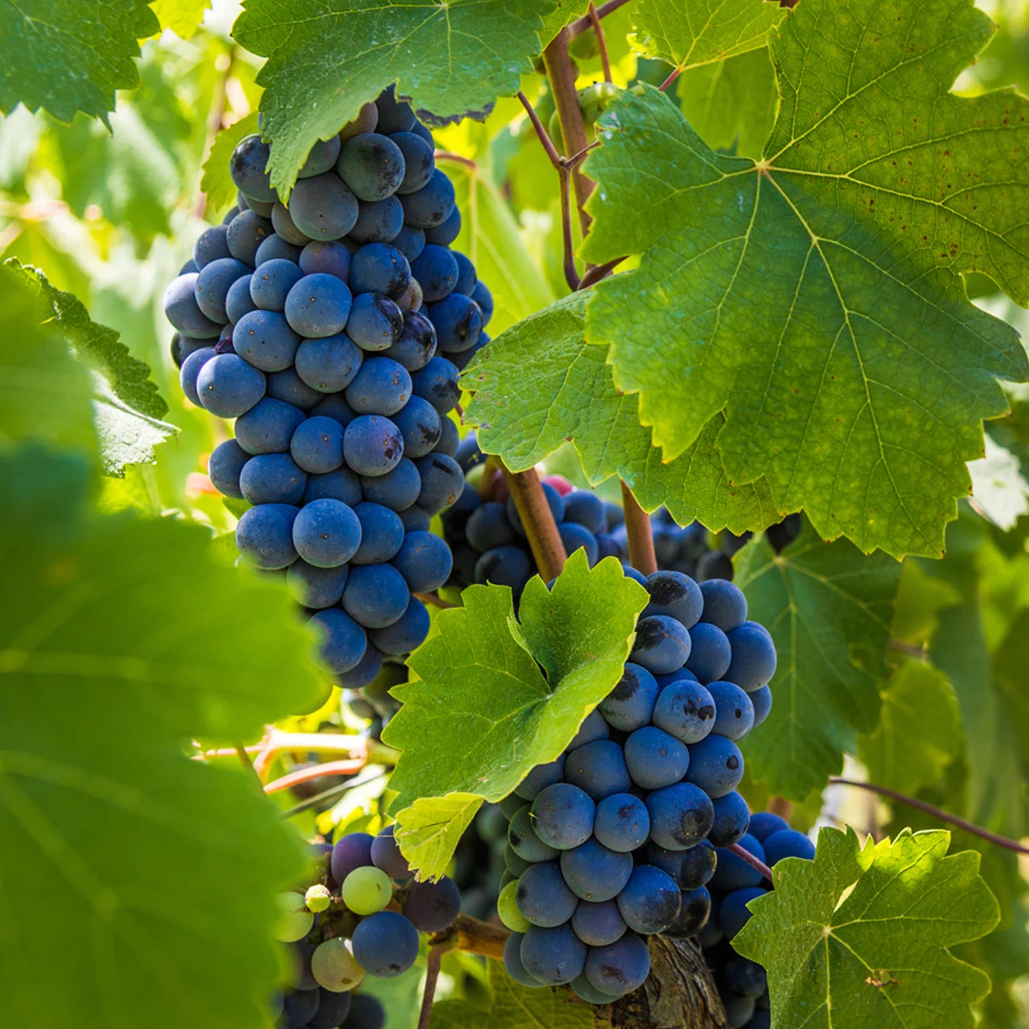 Cabernet Sauvignon Grape Seeds for Easy Planting