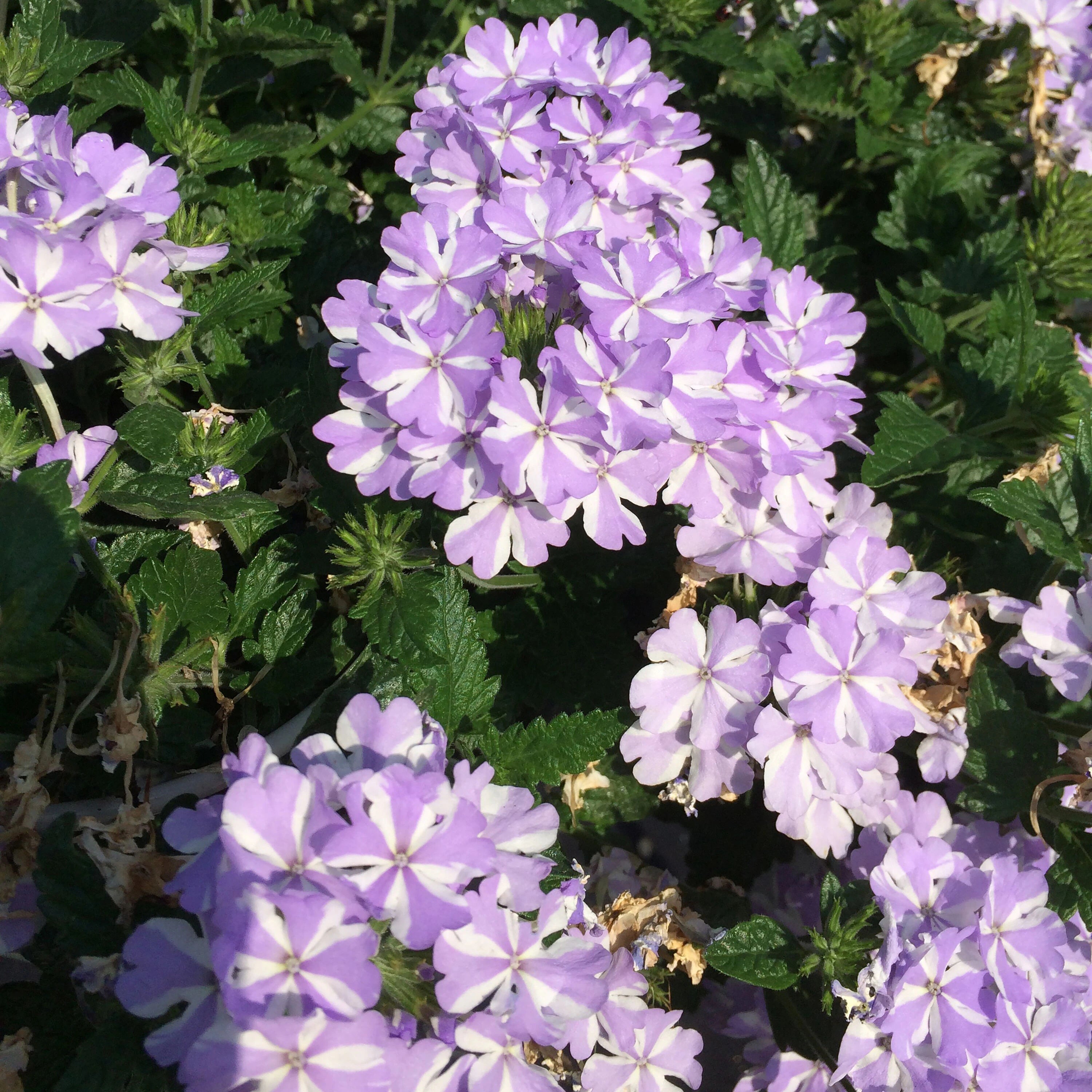 White Purple Verbena Flower seeds for Planting - Easy to Grow, Heirloom & GMO Free Seeds for Home Garden