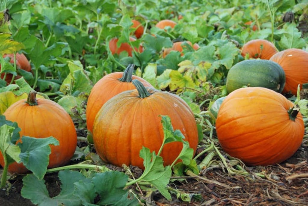 Orange Giant Pumpkin Seeds for Easy Planting