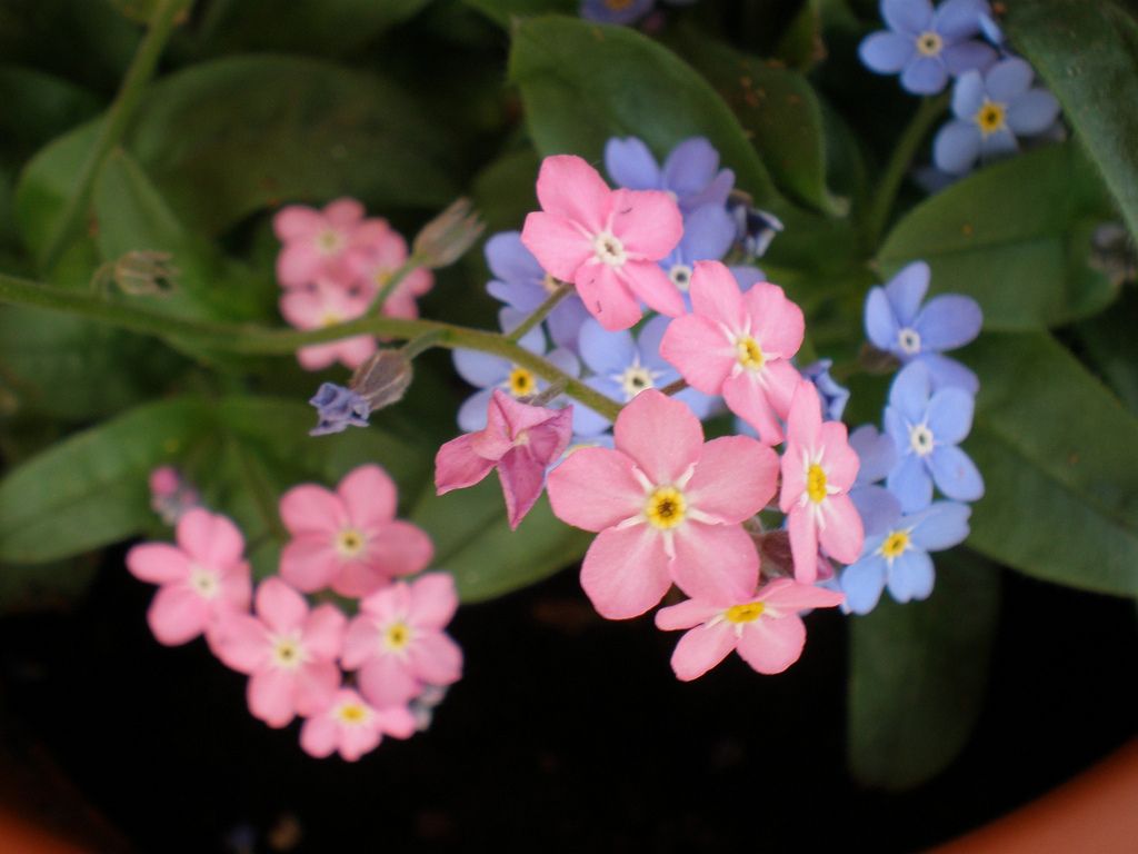 Pink Blue Mini Violet Flower Seeds for Planting Cottage Garden Essential Heirloom & GMO Free Seeds for Home Garden
Sale