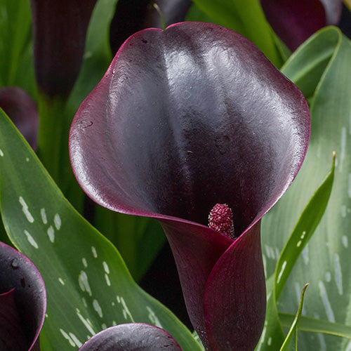 Black Calla Flower seeds for Planting - Pollinator Friendly, Heirloom & GMO Free Seeds for Home Garden