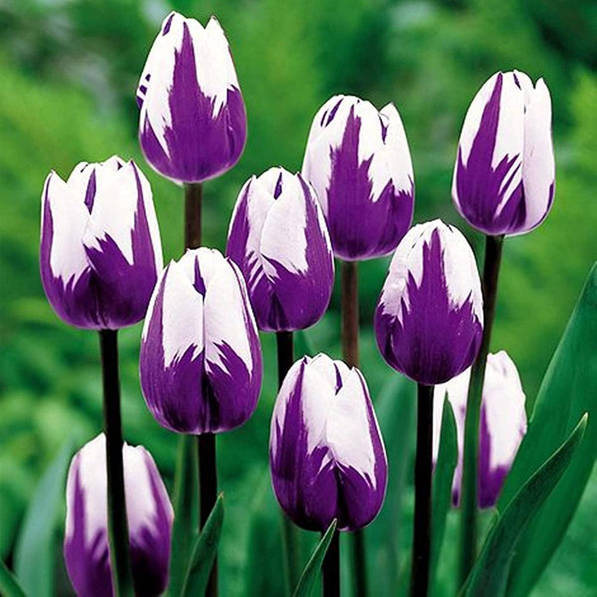White Violet Tulip Flower seeds for Planting Perfect for Borders Heirloom & GMO Free Seeds for Home Garden
Sale for planting in home garden