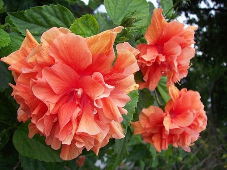 Hibiscus Peach Flower seeds for Planting - Cottage Garden Essential, Heirloom & GMO Free Seeds for Home Garden