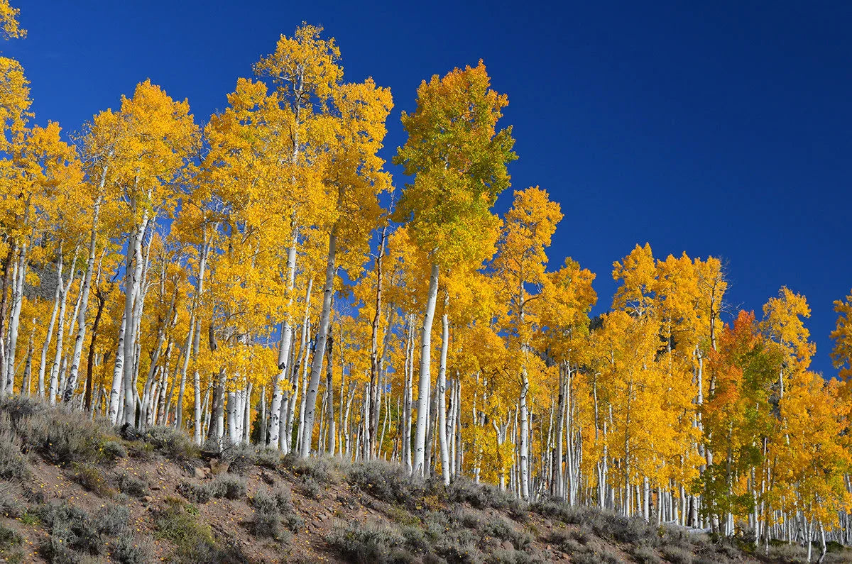 Yellow Populus Tremuloides Tree Seeds Planting