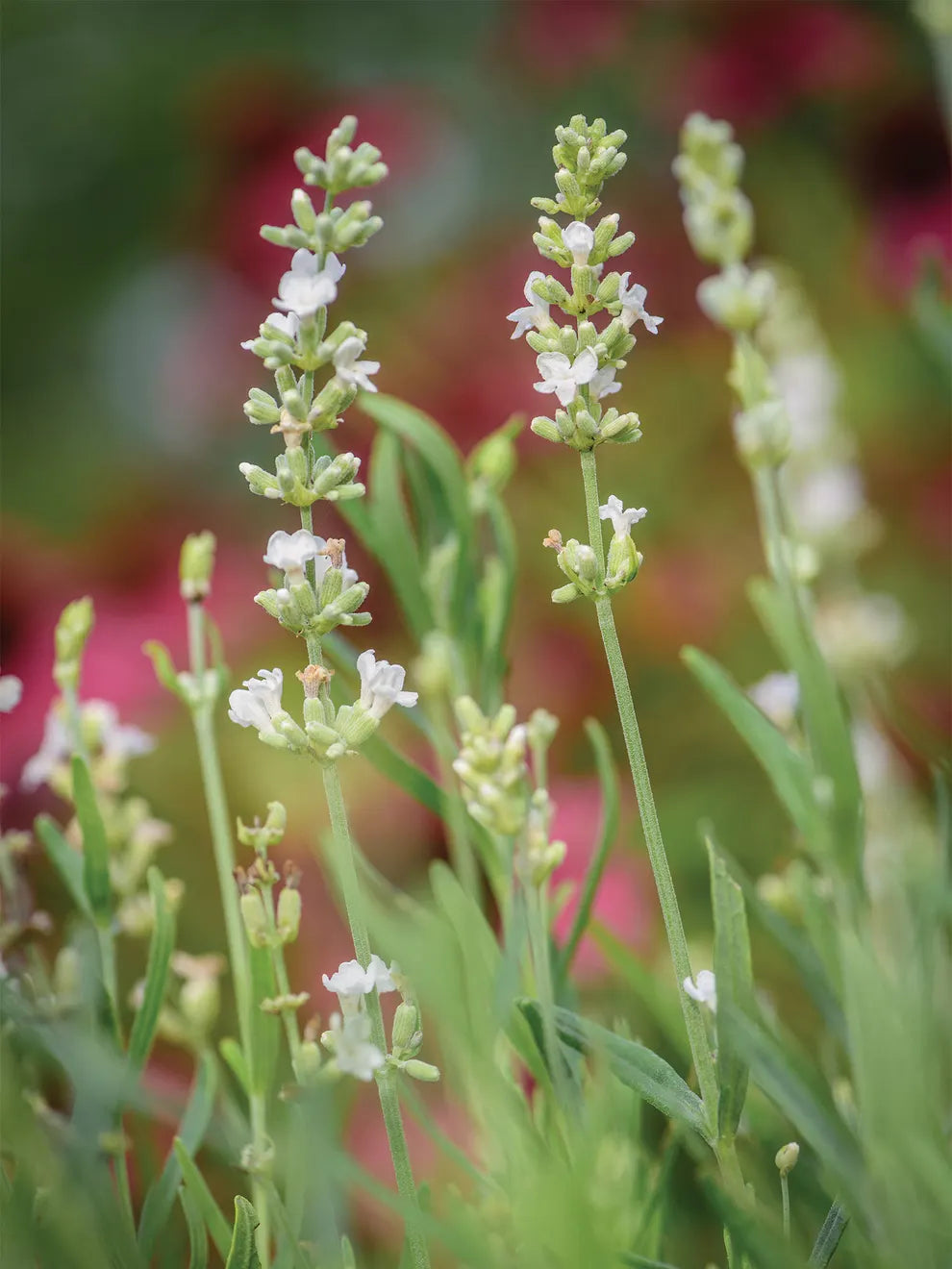 Lavender, Lacy Frills Flower seeds blooming in flower beds, containers, borders, and pollinator-friendly gardens