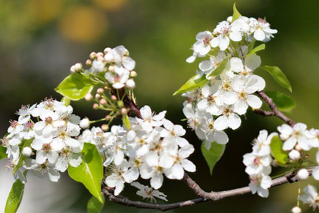 White Calleryana Flower seeds for Planting - Cut Flower Favorite, Heirloom & GMO Free Seeds for Home Garden