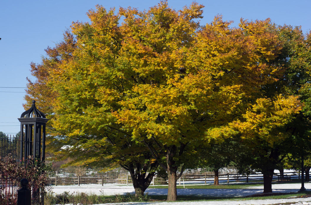 Yellow Green Zelkova Serrata Tree Seeds Planting Plant Seeds