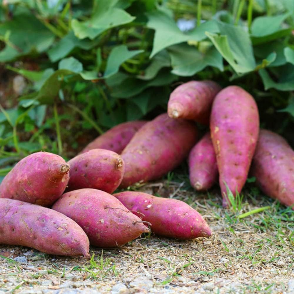 Sweet Potato Vegetable Seeds Planting, Premium Seeds seed packet for home gardening