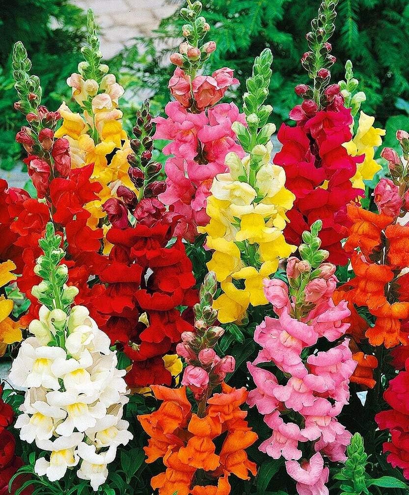 Mixed Snapdragon Flower seeds blooming in flower beds, containers, borders, and pollinator-friendly gardens