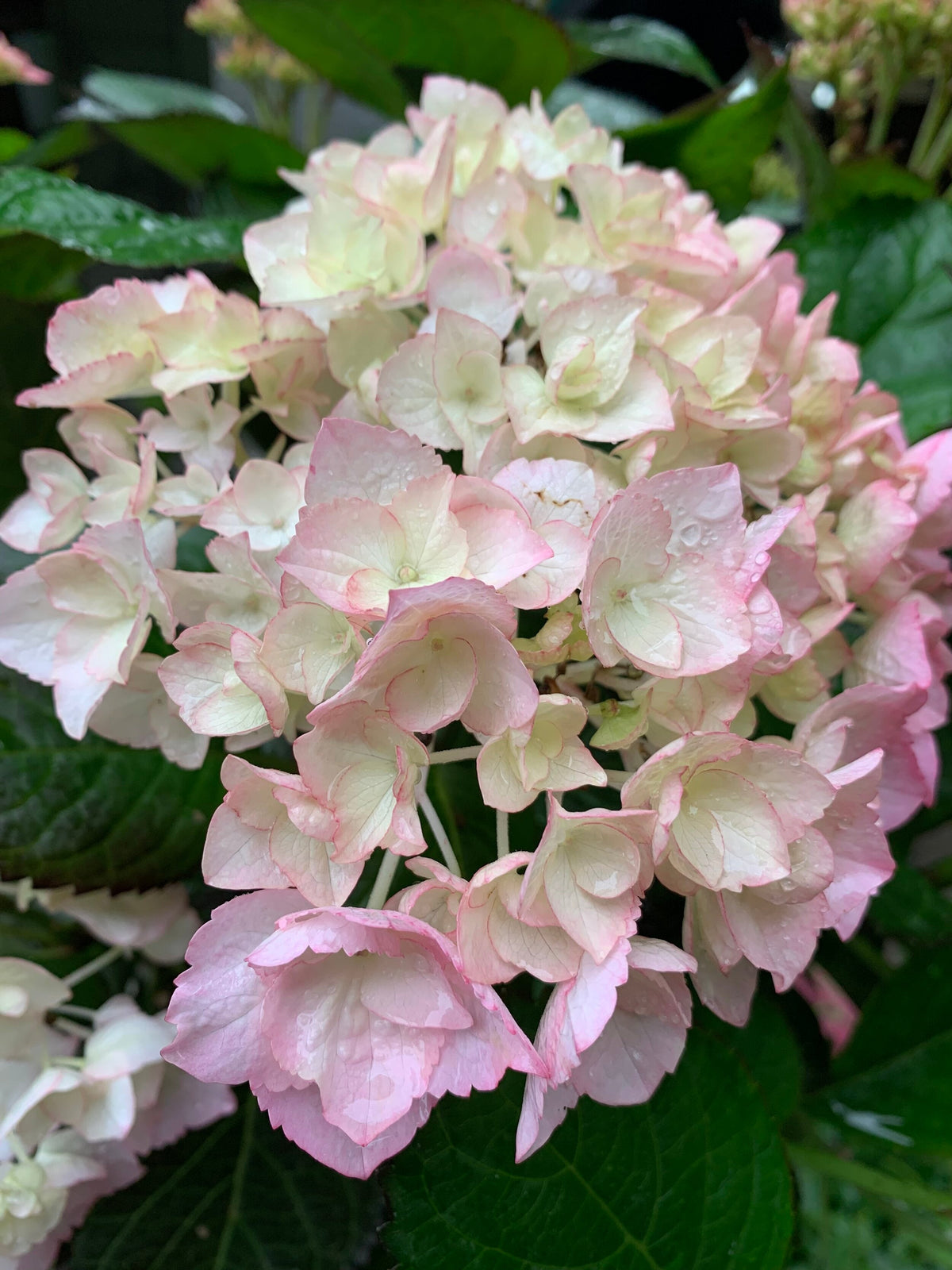 White Pink Hydrangea Seeds Flower seeds blooming in flower beds, containers, borders, and pollinator-friendly gardens