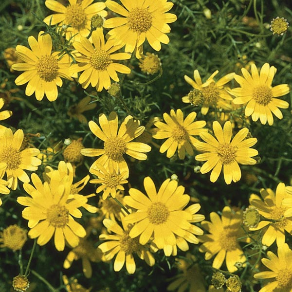 Yellow Thymophylla Flower seeds for Planting - Sun Loving, Heirloom & GMO Free Seeds for Home Garden