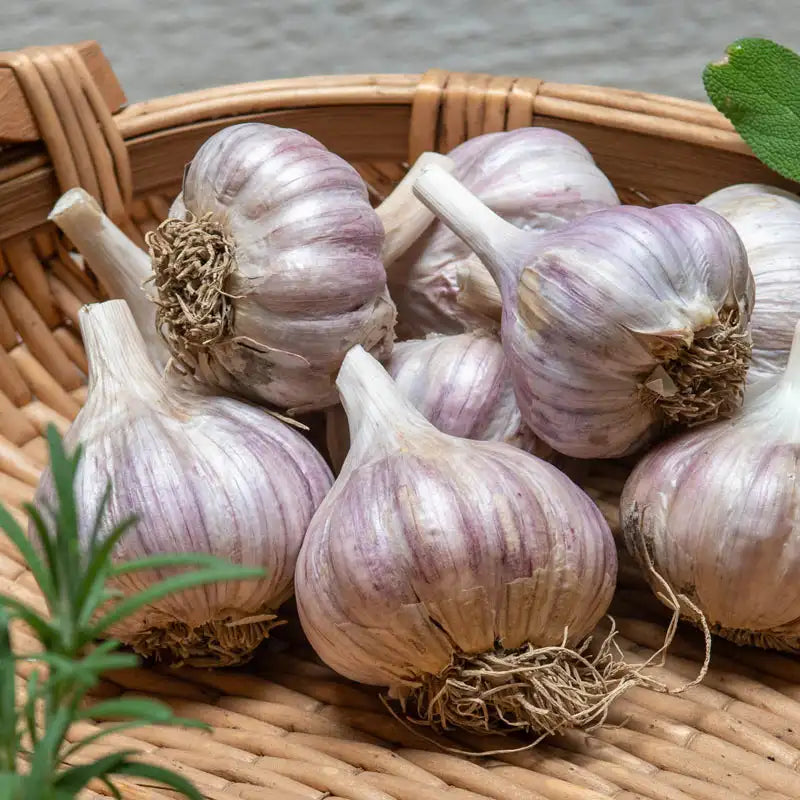 Seeds for Planting for Planting, Premium Seeds | Heirloom Non-GMO - Evergrowseeds
