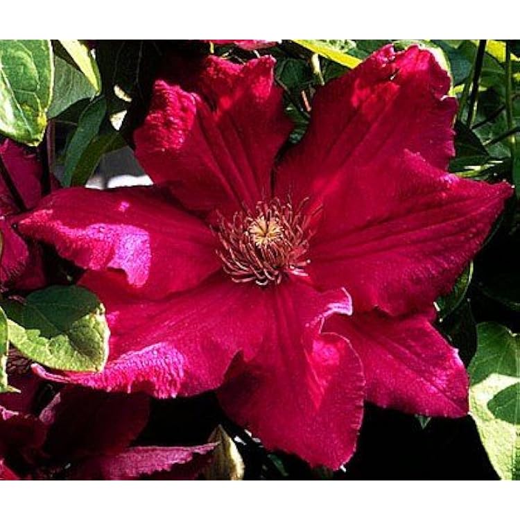 Pink Yellow Clematis Flower seeds for Planting - Cottage Garden Essential, Heirloom & GMO Free Seeds for Home Garden