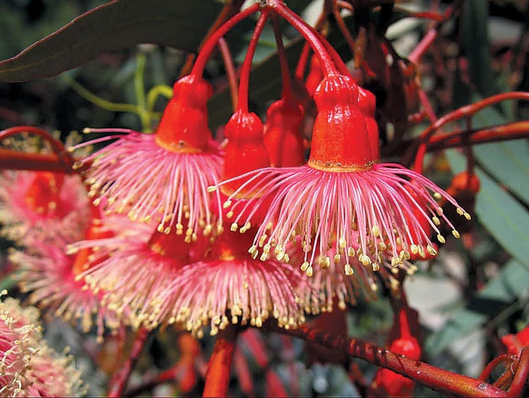 Red Eucalyptus Torquata Tree Planting Seeds for Stunning Growth and Vibrant Color