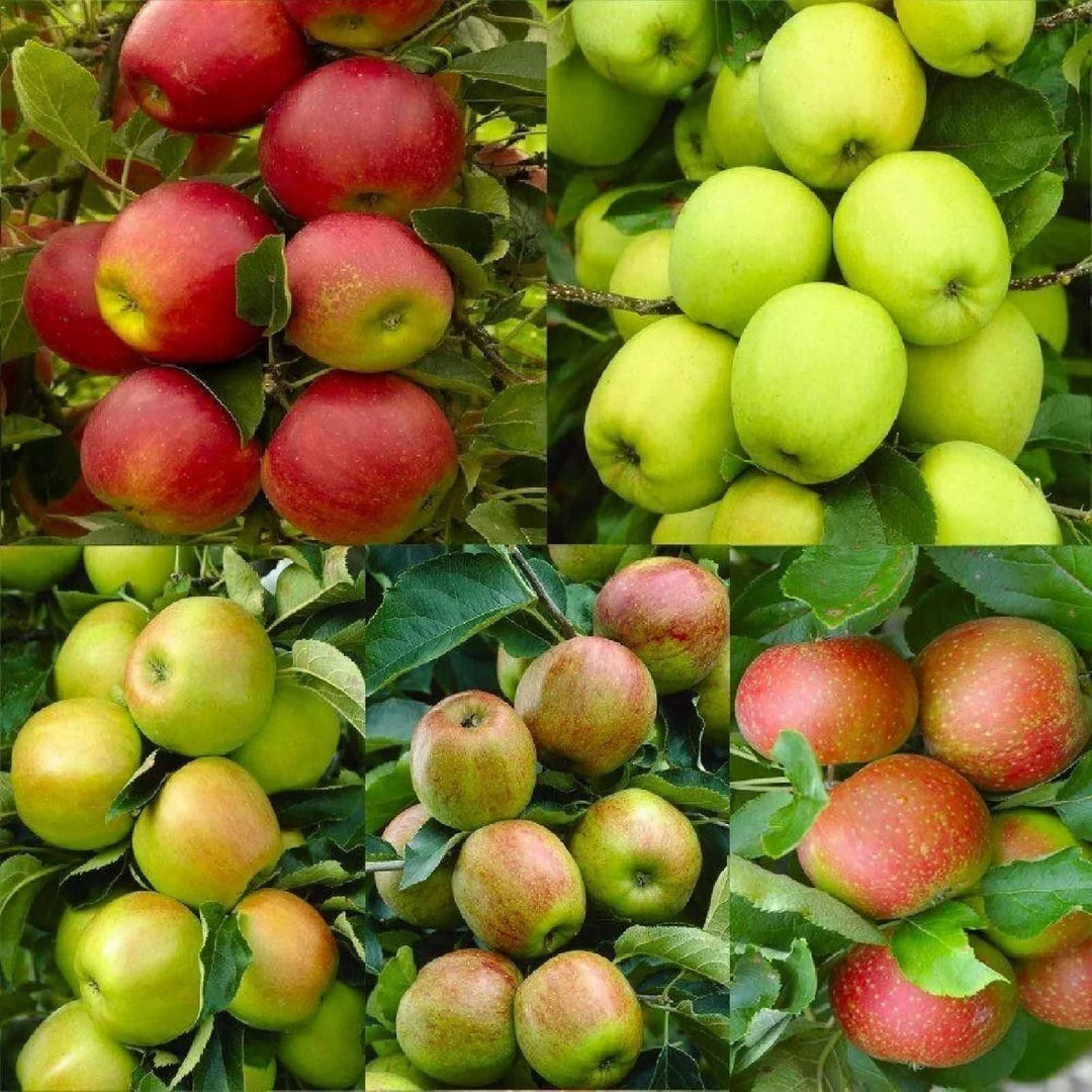Mixed Apple Fruit Seeds for Planting - Grow Your Own Apple Trees