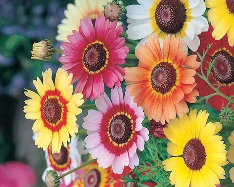 White Chrysanthemum Carinatum Flower seeds for Planting - Fragrant Blossoms, Heirloom & GMO Free Seeds for Home Garden