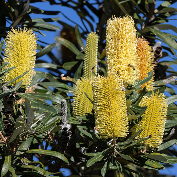 Yellow Banksia Flower seeds for Planting - Perfect for Borders, Heirloom & GMO Free Seeds for Home Garden
Sale seeds for planting in home garden