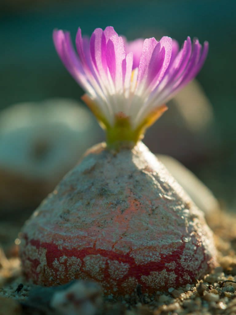 Conophytum Burgeri Succulent Flower seeds for Planting - Easy to Grow, Heirloom & GMO Free Seeds for Home Garden
Sale seeds for planting in home garden