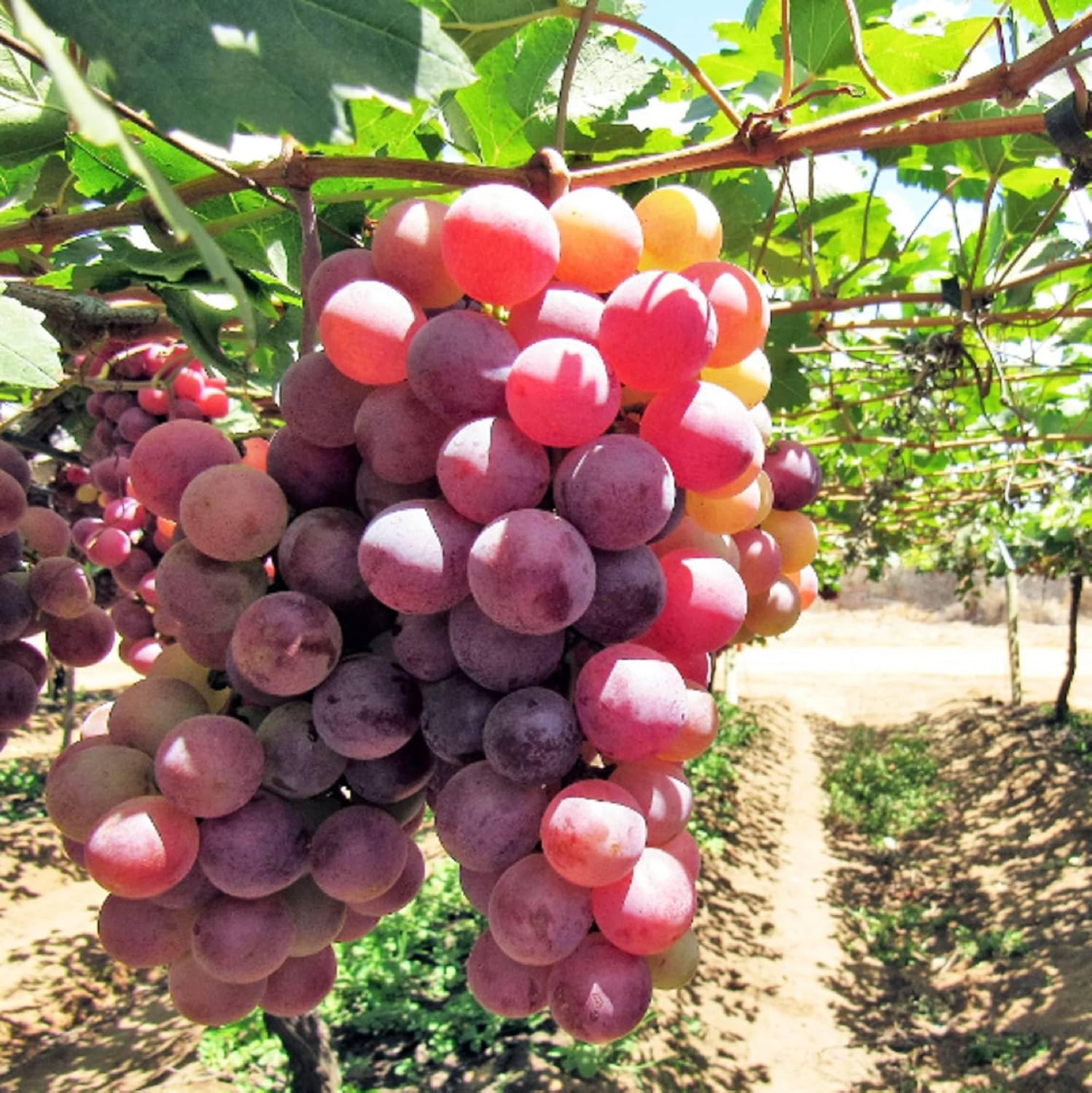 Grow Seedless Grapes: Quality Seeds for Planting