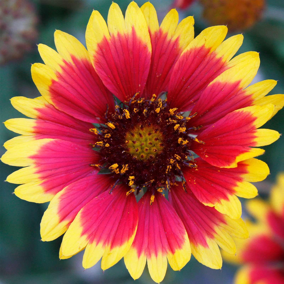 Gaillardia Flower seeds blooming in flower beds, containers, borders, and pollinator-friendly gardens