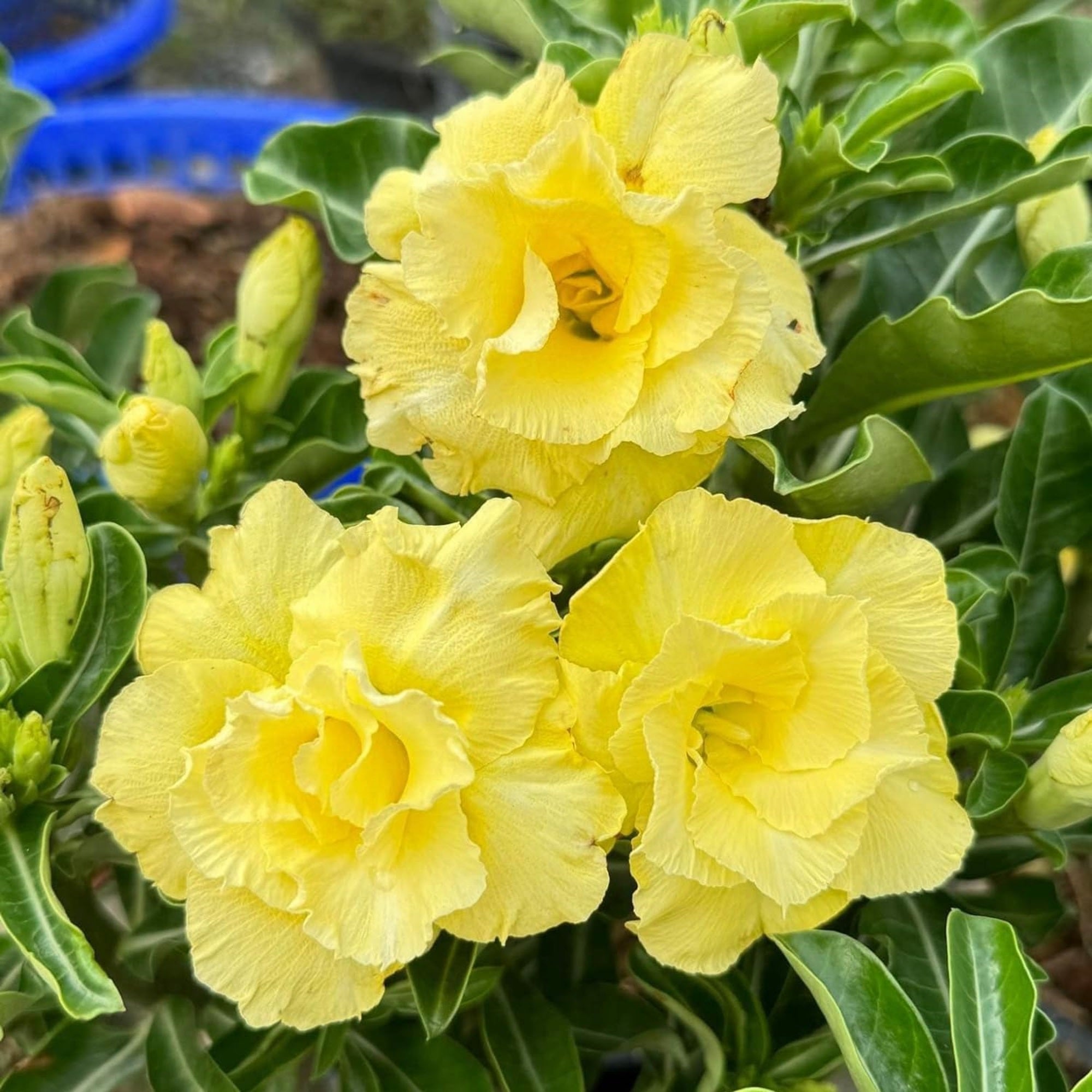 Pale Yellow Adenium Obesum Seeds growing in home gardens, containers, raised beds, and outdoor landscapes