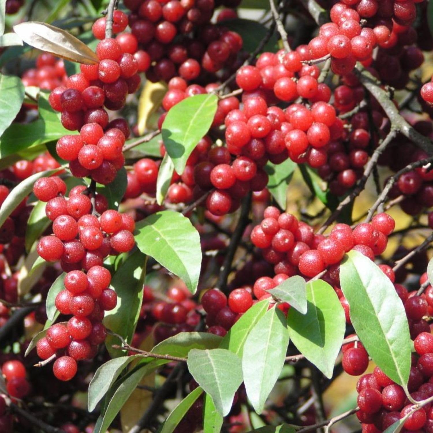 Silverberry Seeds for Planting - Hardy and Resilient Plant Seeds