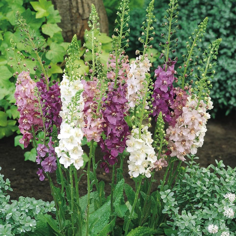 Mixed Phoeniceum Flower seeds for Planting - Garden Favorite, Heirloom & GMO Free Seeds for Home Garden