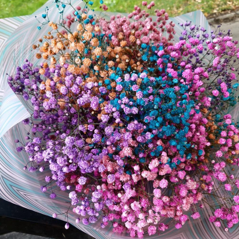 Mixed Color Gypsophila Flower Seeds for Planting Seasonal Bloomer Heirloom & GMO Free Seeds for Home Garden
Sale