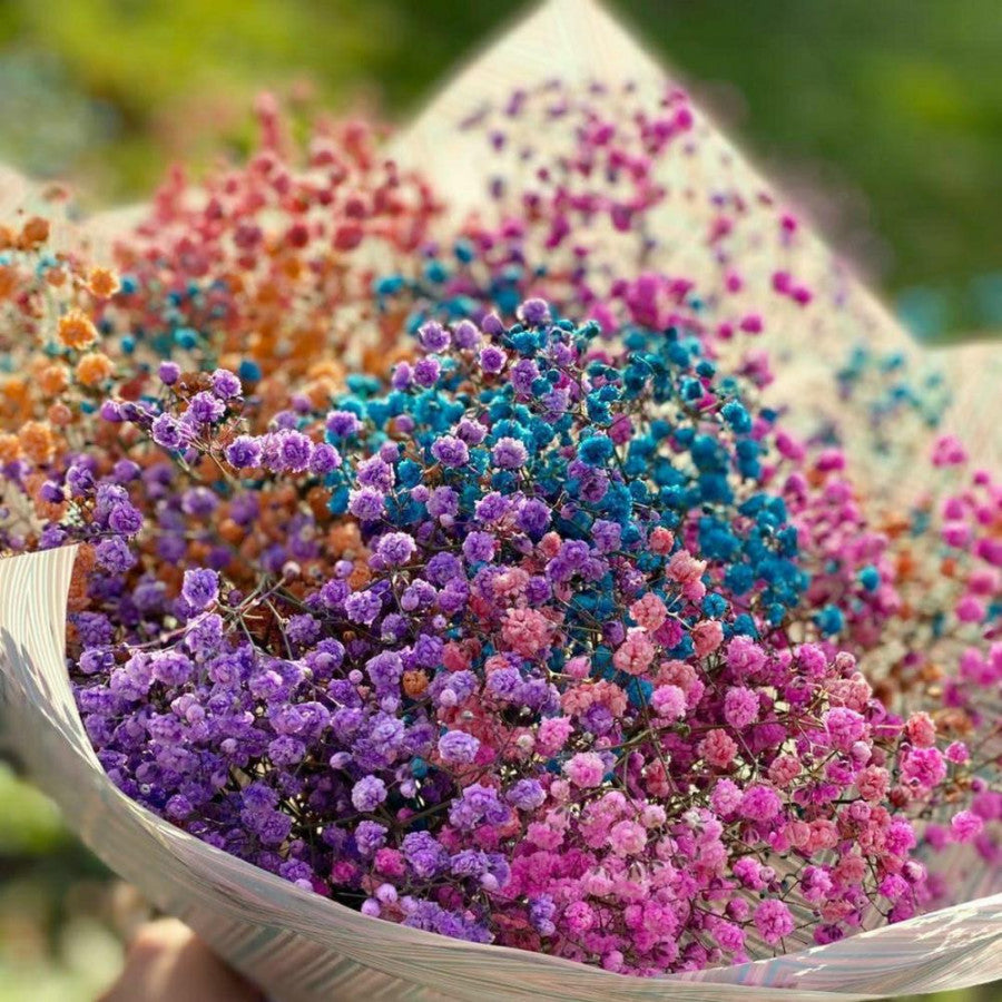 Mixed Color Gypsophila Flower Seeds for Planting Seasonal Bloomer Heirloom & GMO Free Seeds for Home Garden
Sale