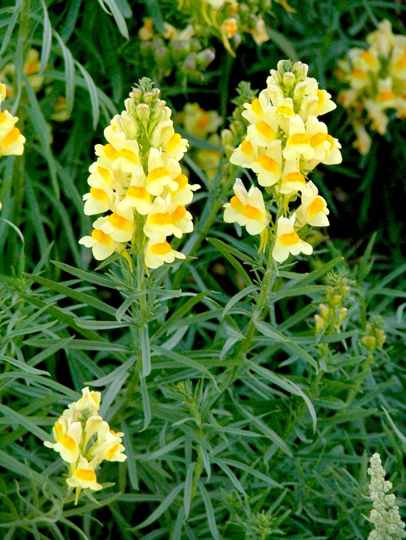 Oldfield Toadflax Flower seeds for Planting - Garden Favorite, Heirloom & GMO Free Seeds for Home Garden