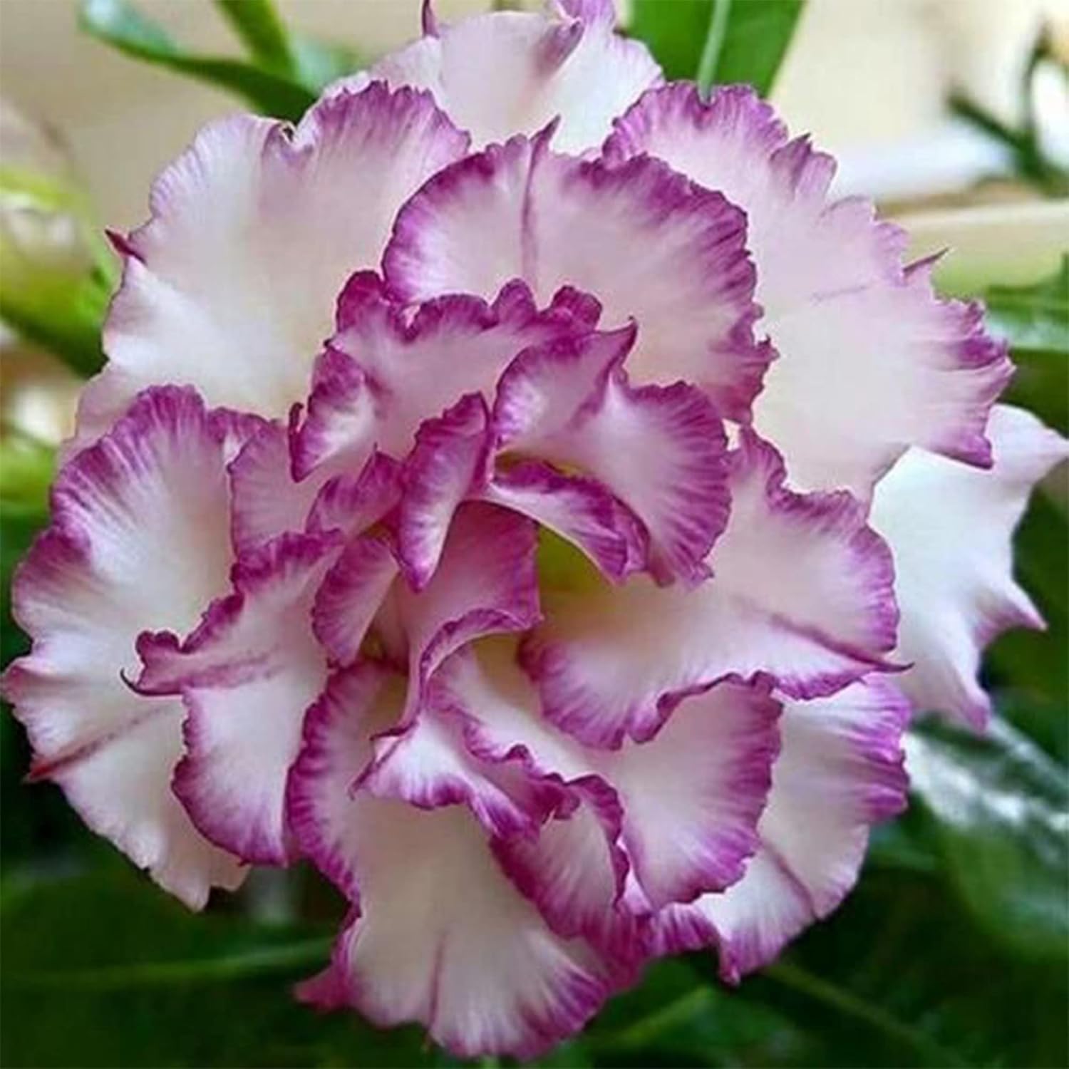 White Purple Adenium Obesum Seeds for Planting