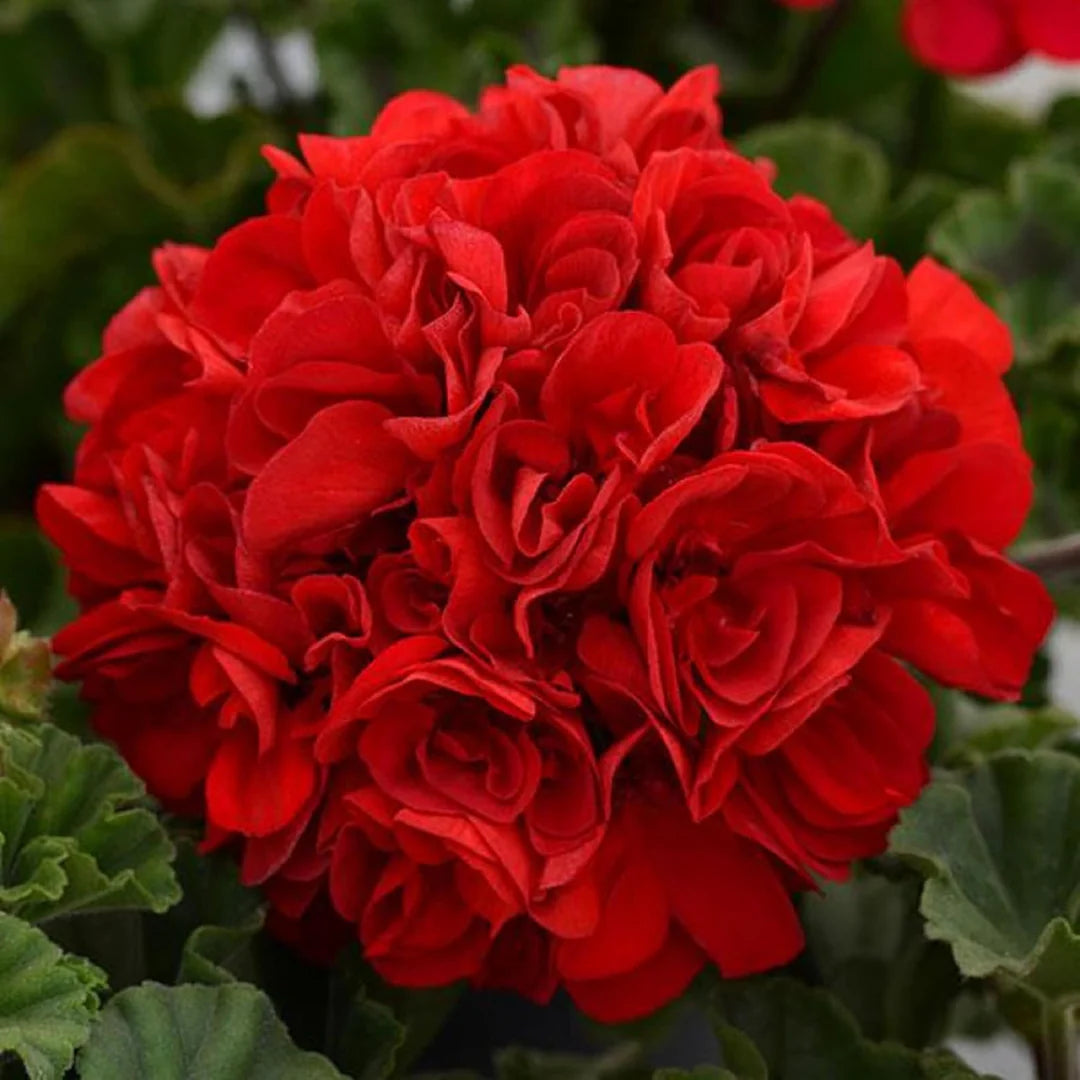 Red Geranium Breakaway Flower Seeds for Vibrant Planting