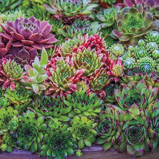 Color ECHEVERIA Mix, Rare Exotic Succulent Hen & Chicks Seed Flowering Seeds