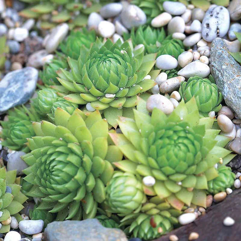 Hens and Chicks Flower seeds blooming in flower beds, containers, borders, and pollinator-friendly gardens