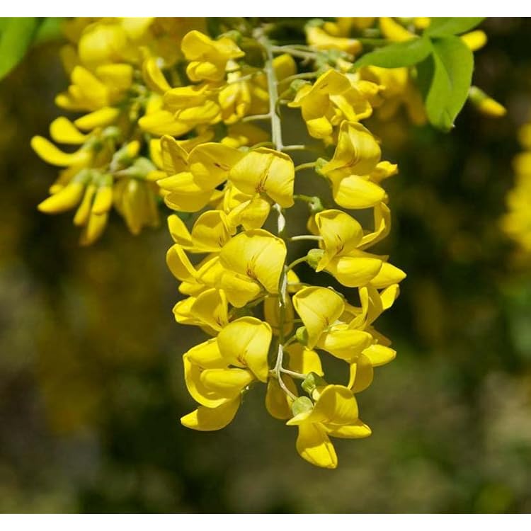 Yellow Anagyroides Flower seeds for Planting - Seasonal Bloomer, Heirloom & GMO Free Seeds for Home Garden