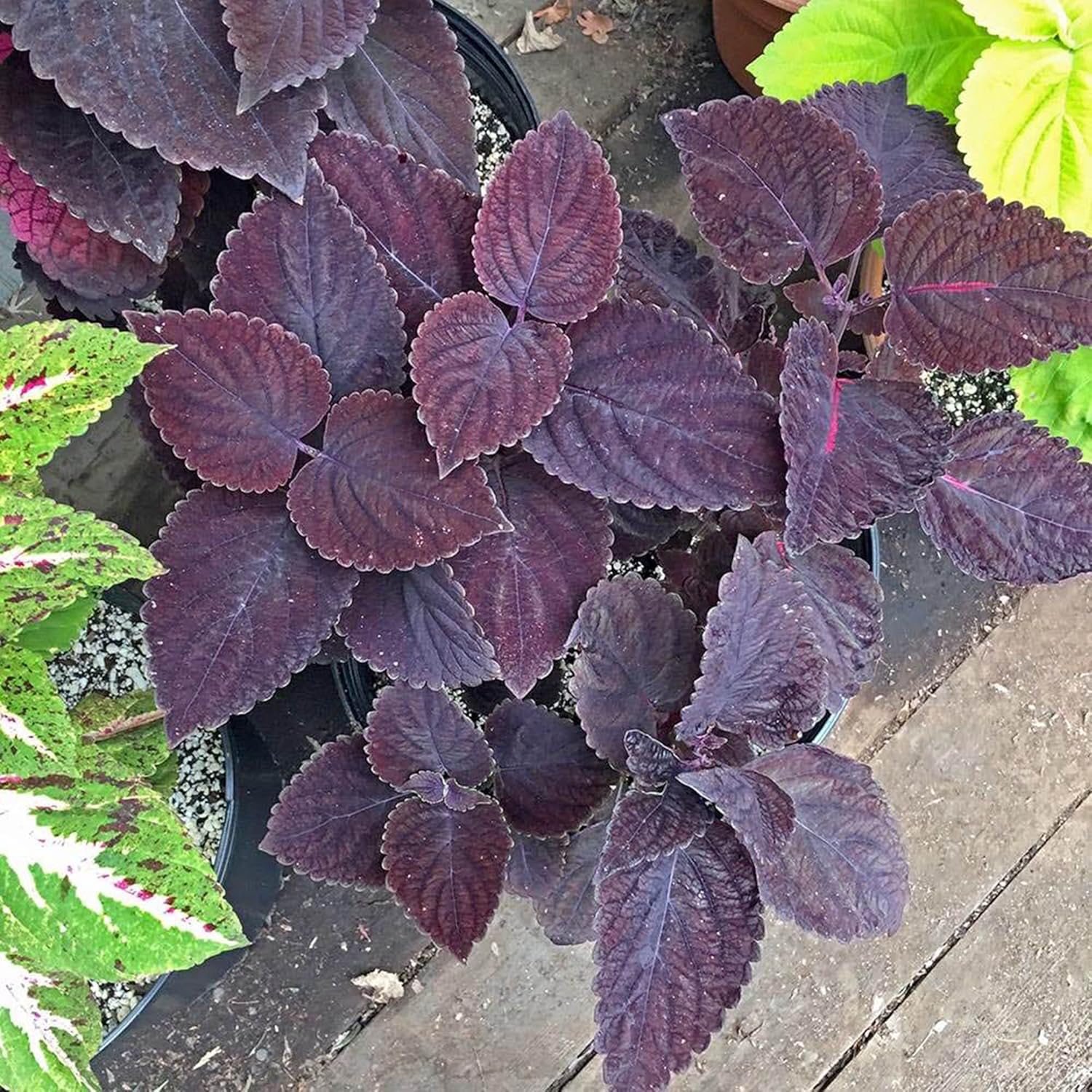 Deep Purple Coleus Flower seeds for Planting - Bright Blooms, Heirloom & GMO Free Seeds for Home Garden