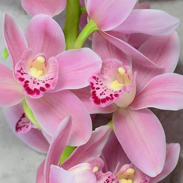 Baby Pink Orchid Flower seeds for Planting - Bright Blooms, Heirloom & GMO Free Seeds for Home Garden