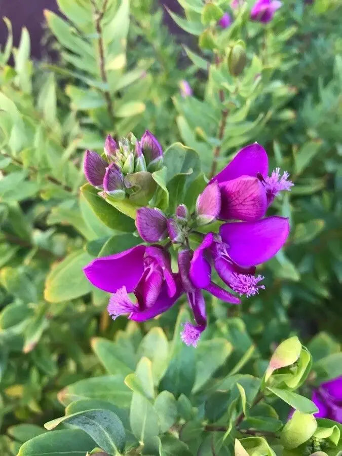 Polygala Myrtifolia Flower seeds for Planting - Hardy Variety, Heirloom & GMO Free Seeds for Home Garden